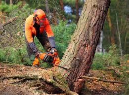 Best Arborist Consultation Services  in Irvine, KY